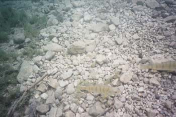Image002_0A