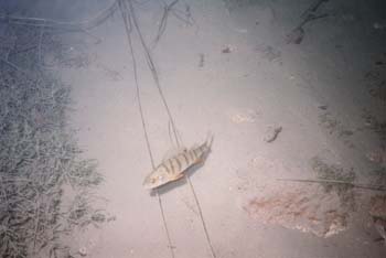 Image003_1A