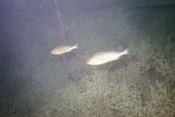 Image004_2A