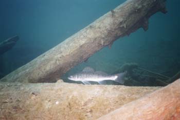 Image024_22A