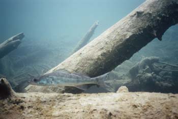 Image025_23A